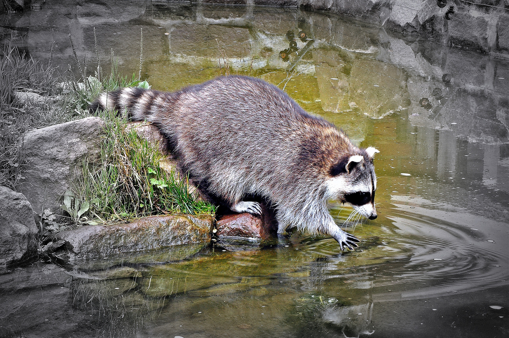 Der Waschbär