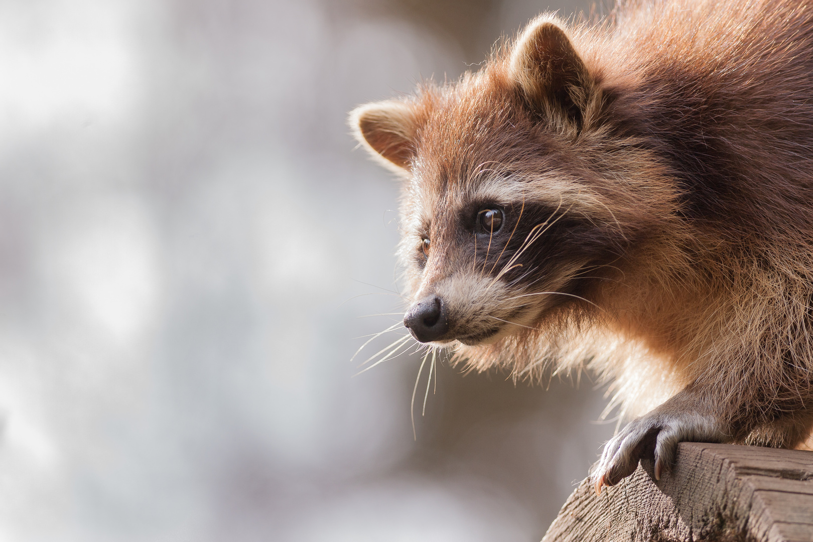 Der Waschbär