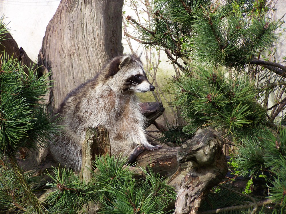 Der Waschbär