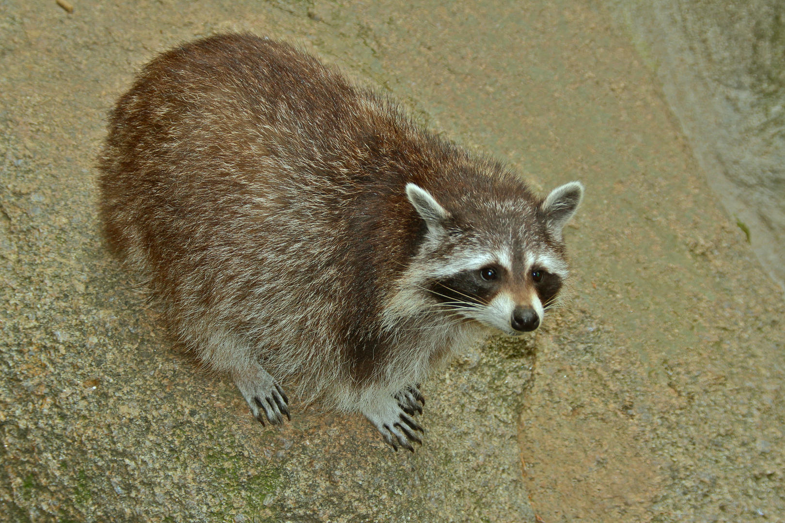 Der Waschbär