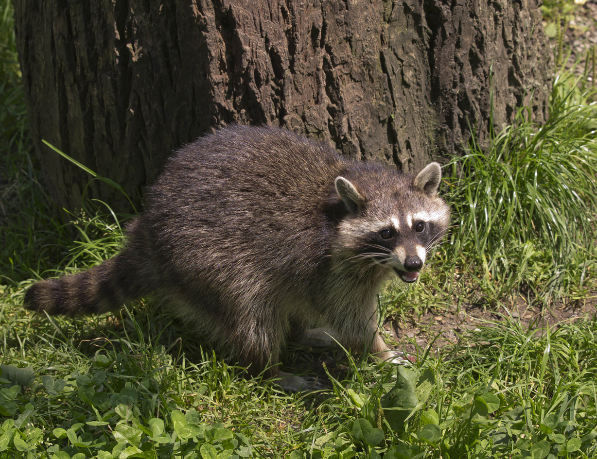 Der Waschbär