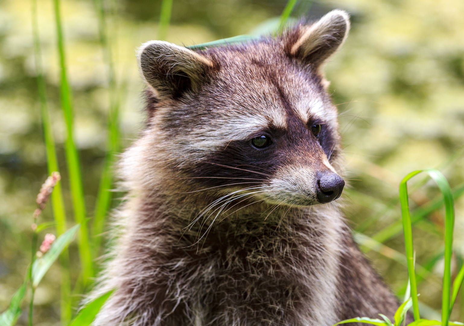  Der Waschbär