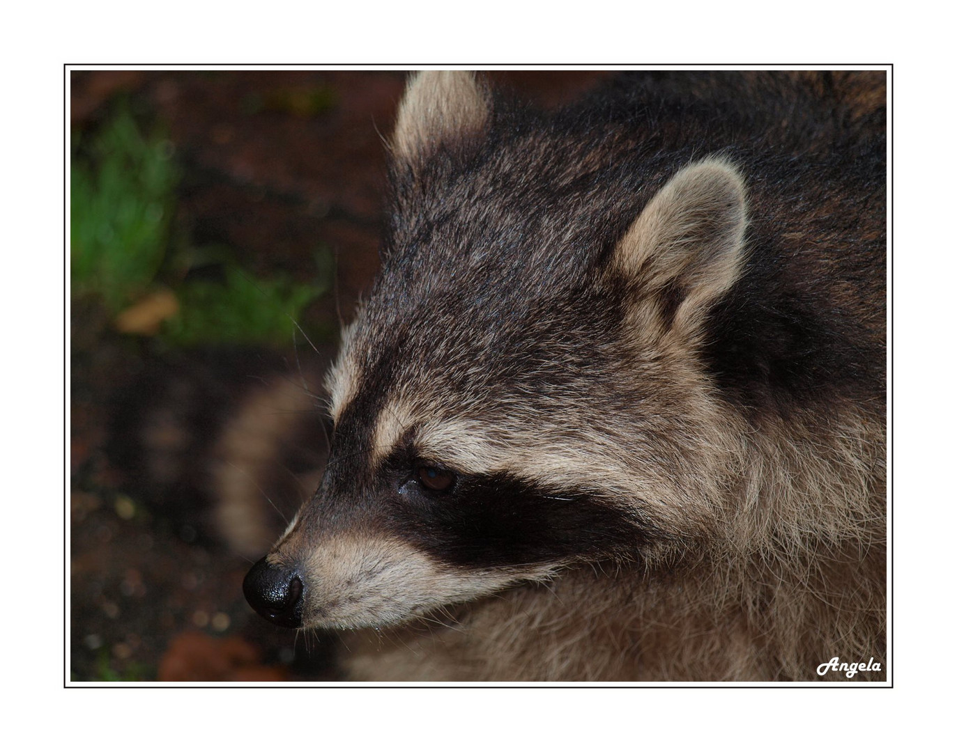 ~ Der Waschbär ~