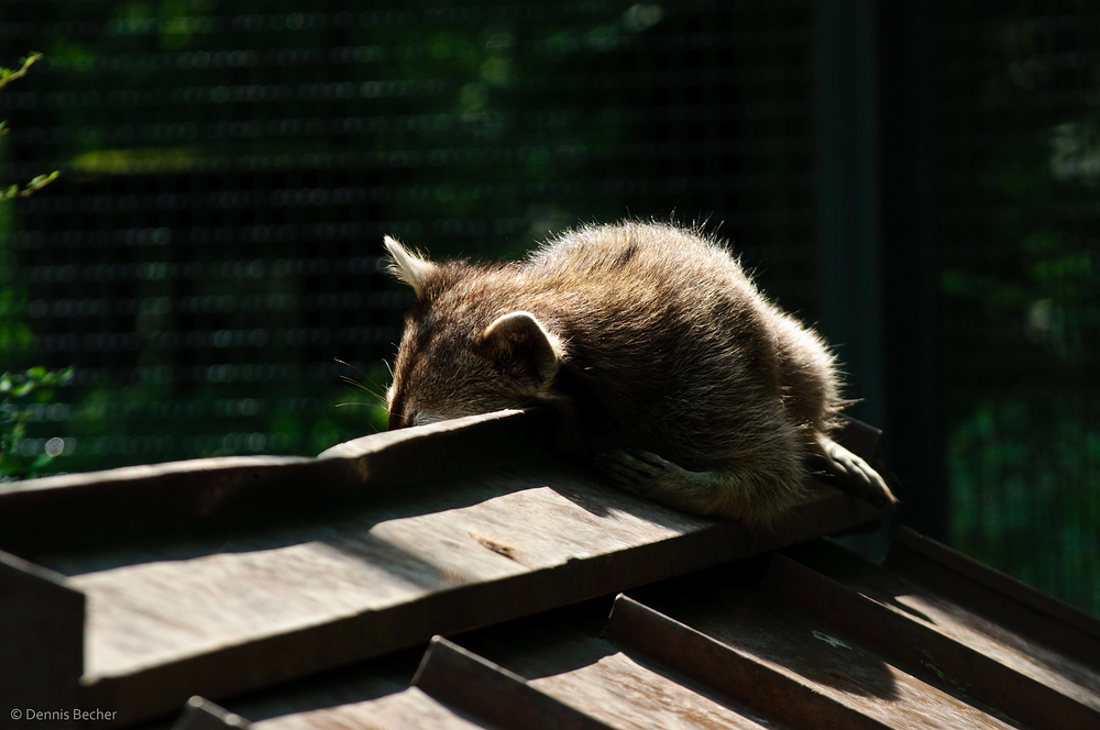 Der Waschbär auf dem heißen Hausdach