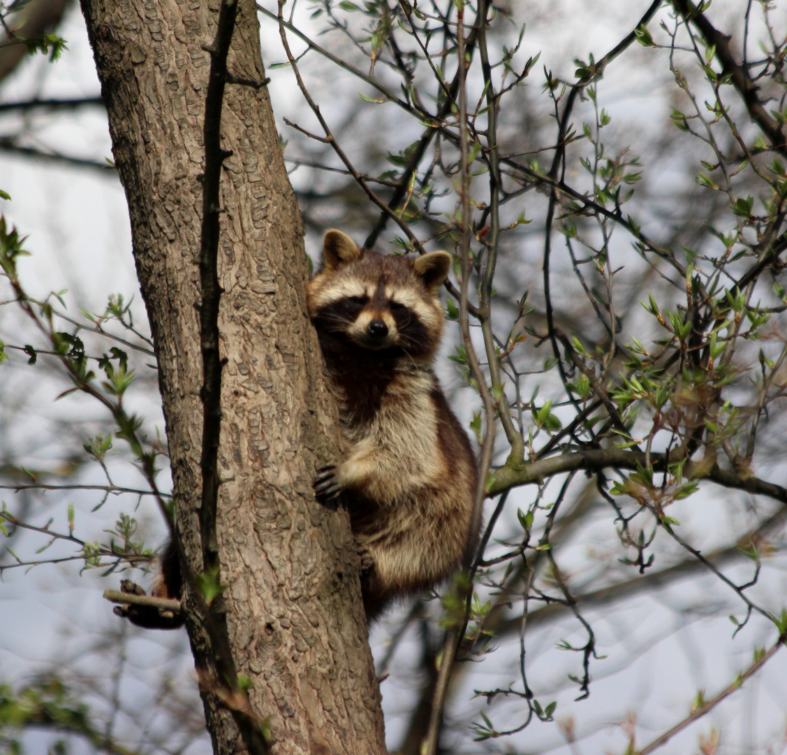 Der Waschbär auf seinem Baum