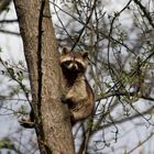 Der Waschbär auf seinem Baum