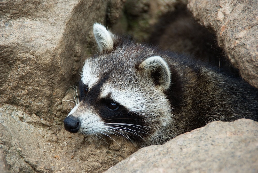 Der Waschbär aus dem Tierpark