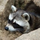 Der Waschbär aus dem Tierpark