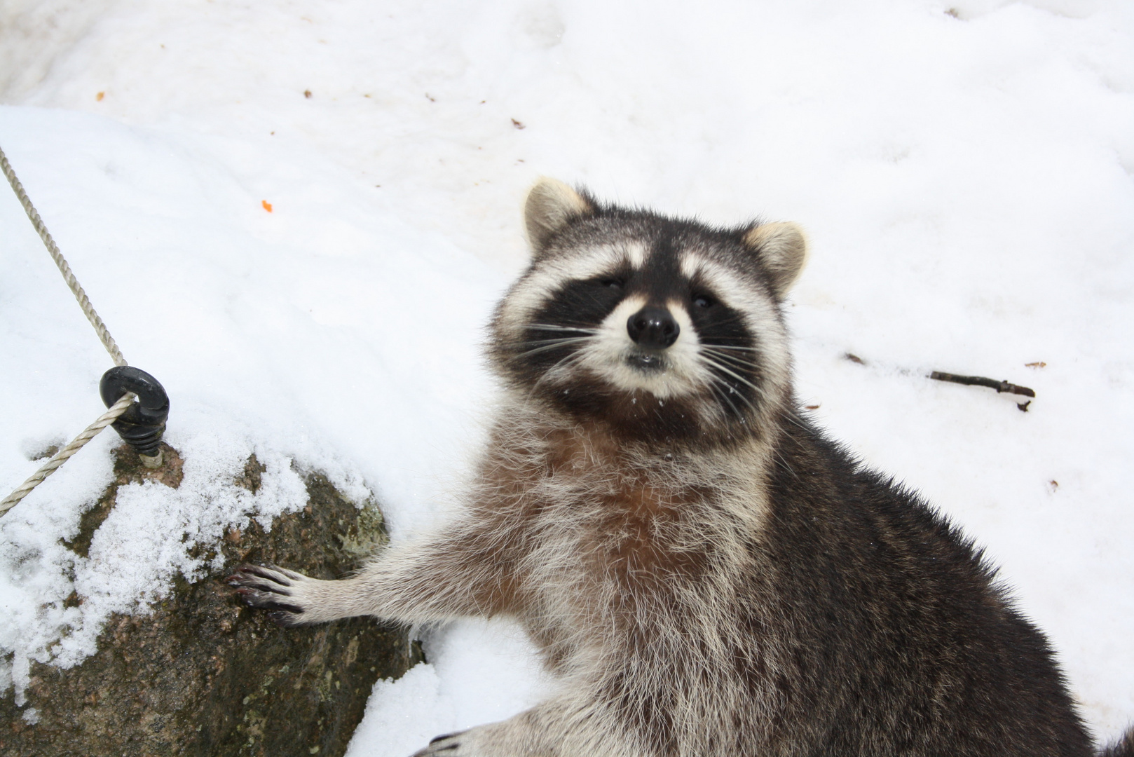 Der Waschbär