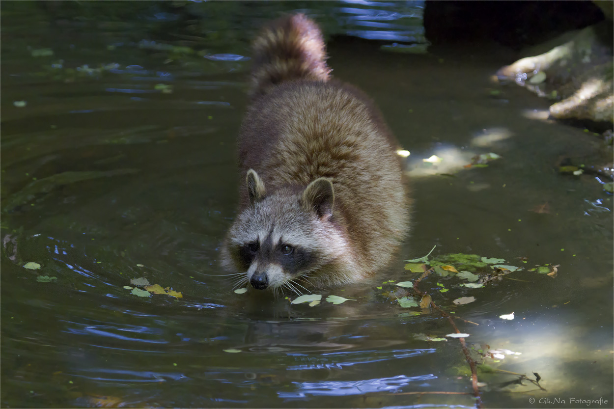 Der Waschbär beim waschen