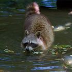 Der Waschbär beim waschen