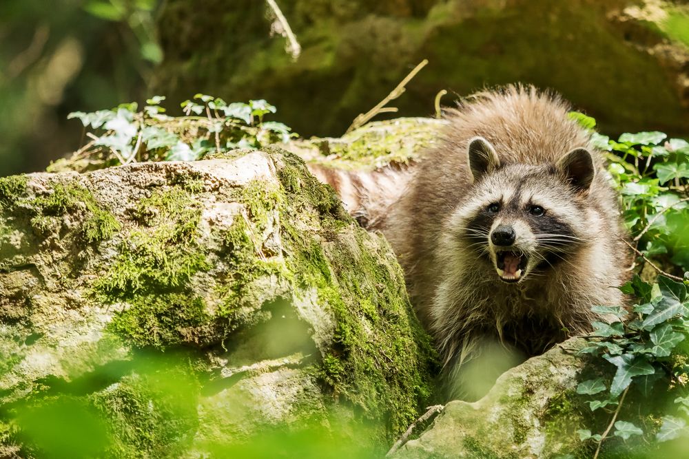 Der Waschbär