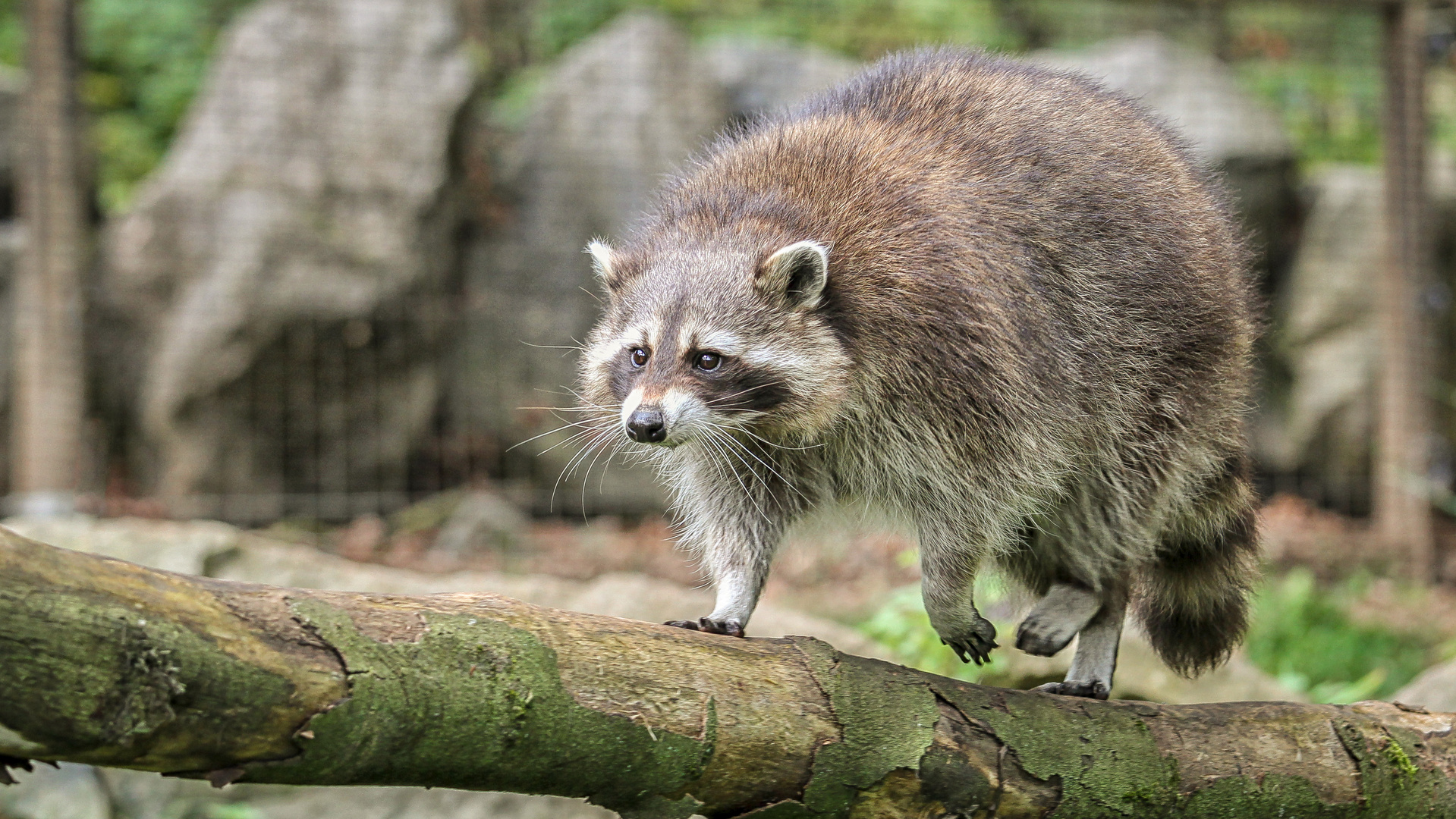  Der Waschbär