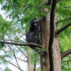 Der Waschbär in Nachbars Garten