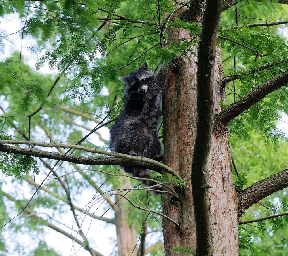 Der Waschbär in Nachbars Garten