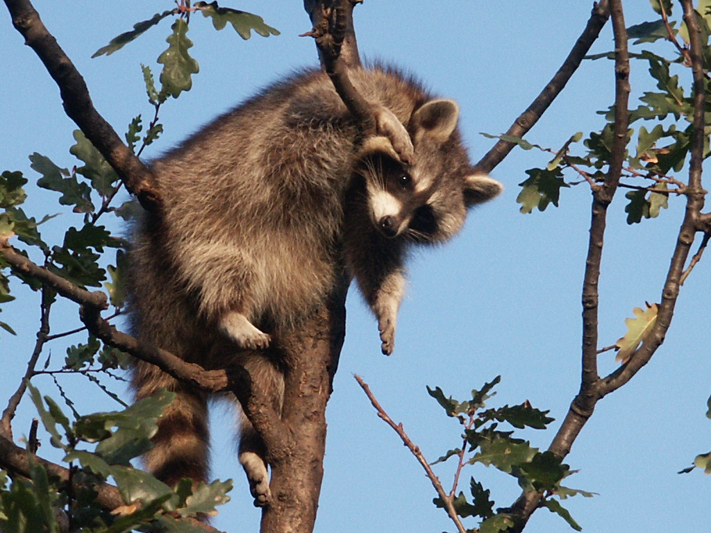 Der Waschbär ist müde