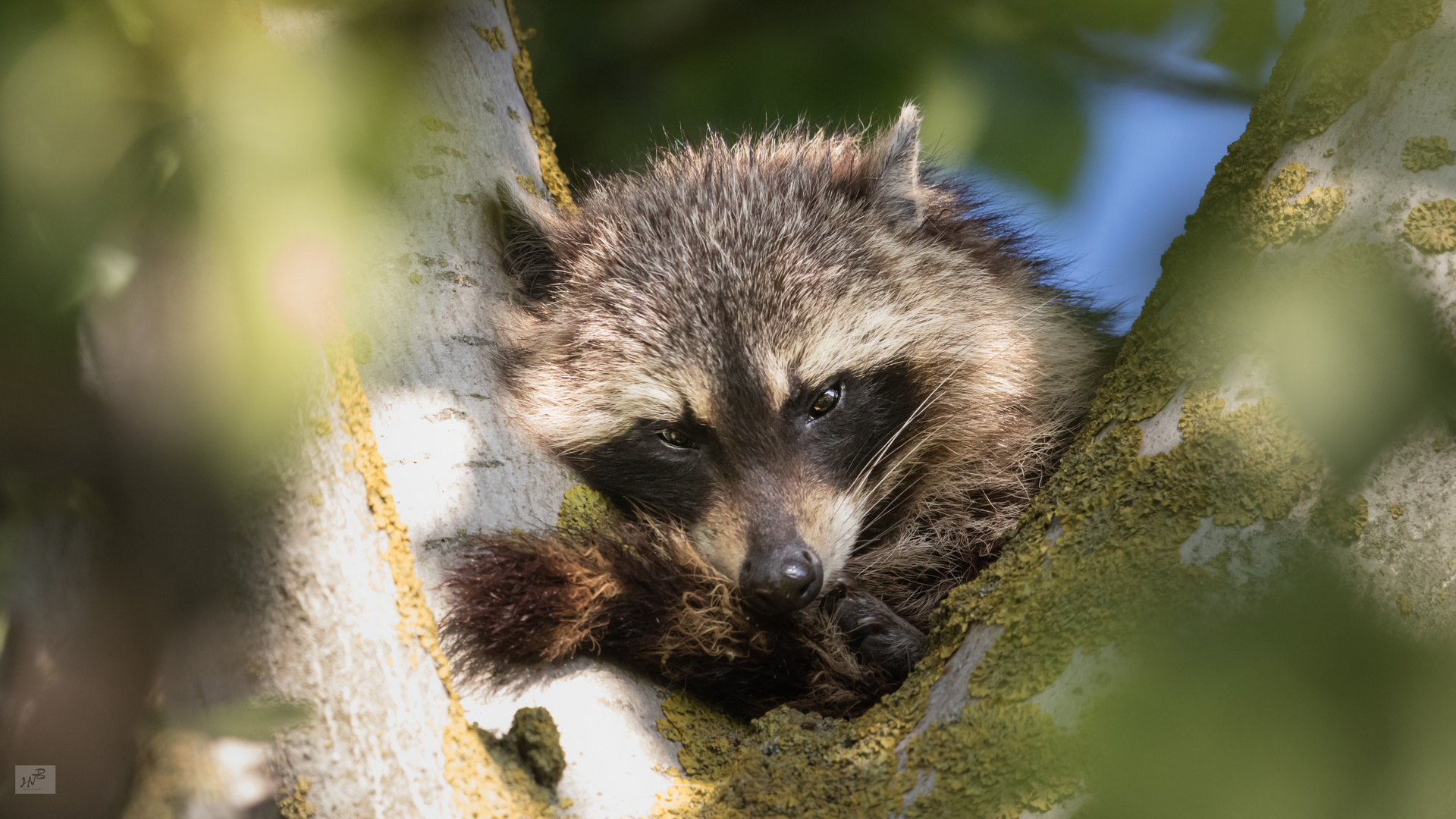 Der Waschbär (Procyon lotor)