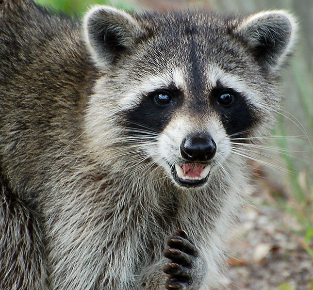 Der Waschbär (Procyon lotor)...