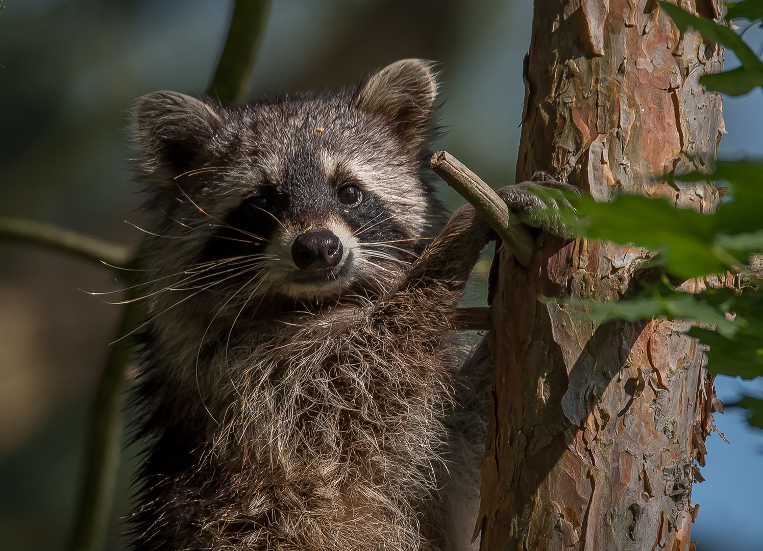 Der Waschbär (Procyon lotor)