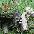 Der Waschbär (Procyon lotor),Bandit mit Maske !!