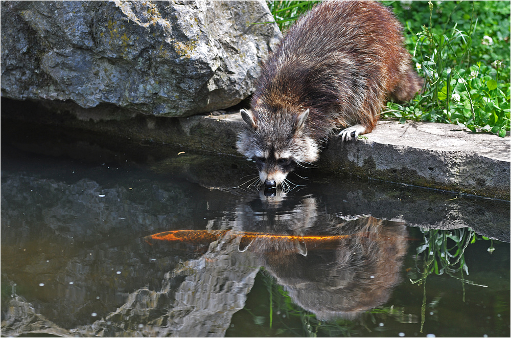 Der Waschbär und der Goldfisch