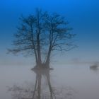 Der Wasser Baum