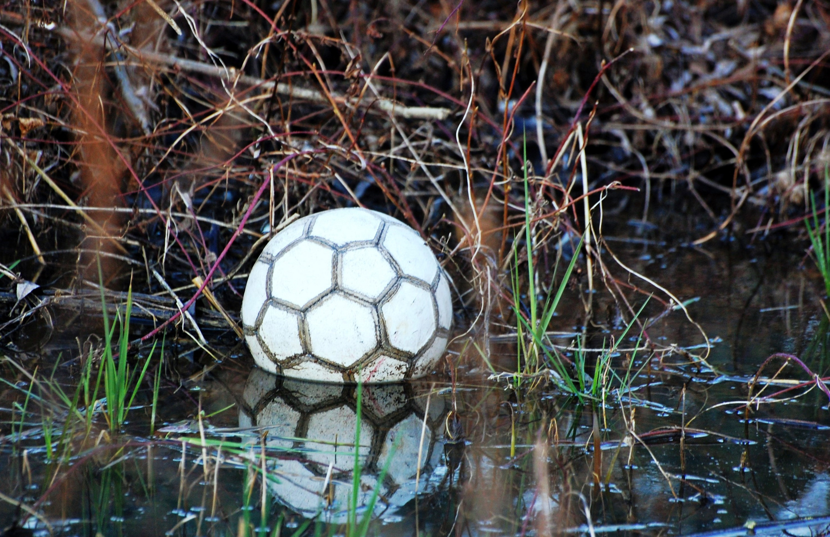 Der Wasserball .......