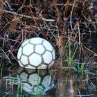 Der Wasserball .......