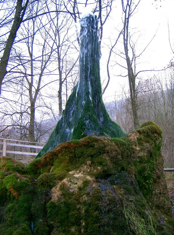 Der Wasserbaum von Ockensen