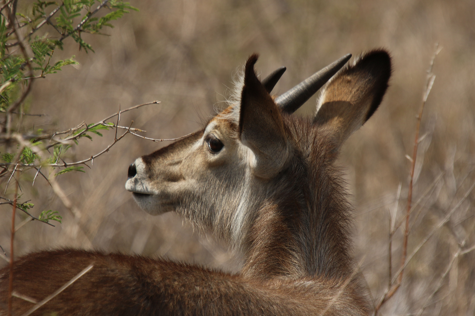 Der Wasserbock