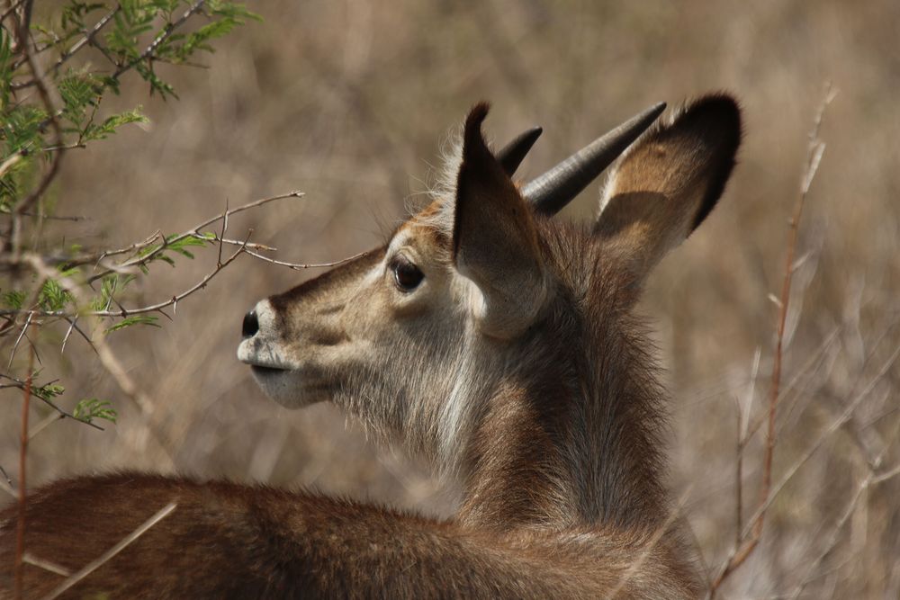 Der Wasserbock