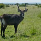 der Wasserbock