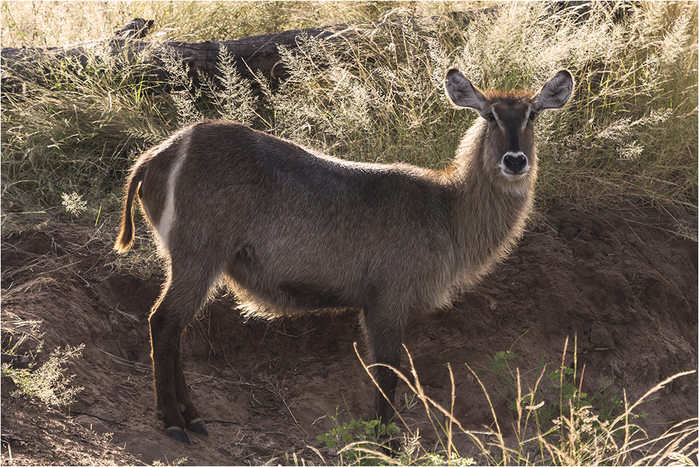 Der Wasserbock (Kobus ellipsiprymnus)...