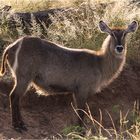 Der Wasserbock (Kobus ellipsiprymnus)...