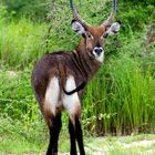 Der Wasserbock und die Tsetsefliege