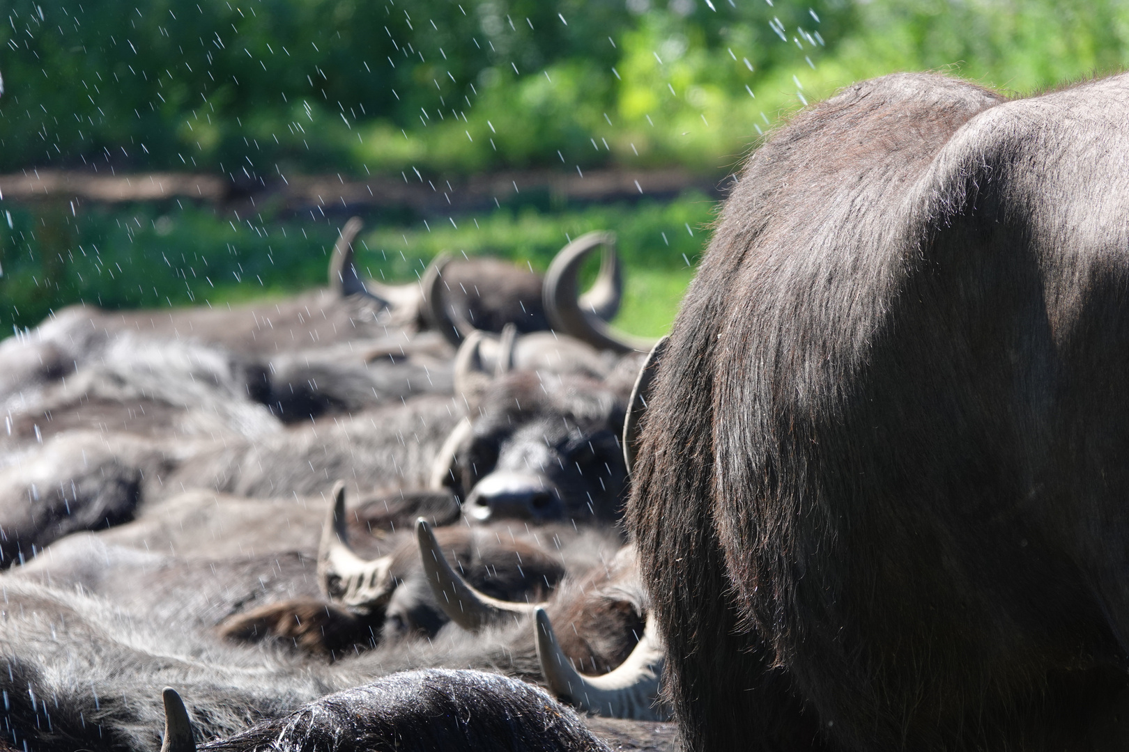 der Wasserbüffel - die Masse von 600-800kg