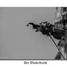 Der Wasserdrache