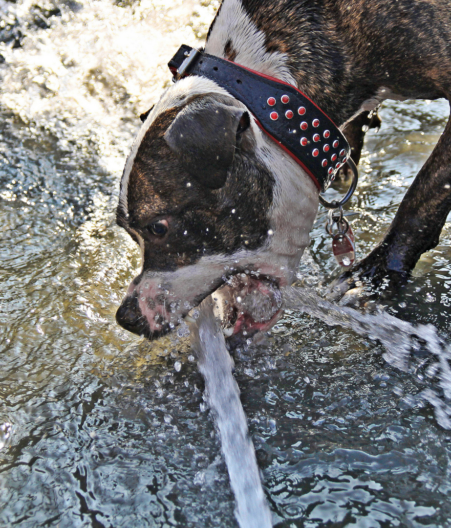 Der Wasserfänger