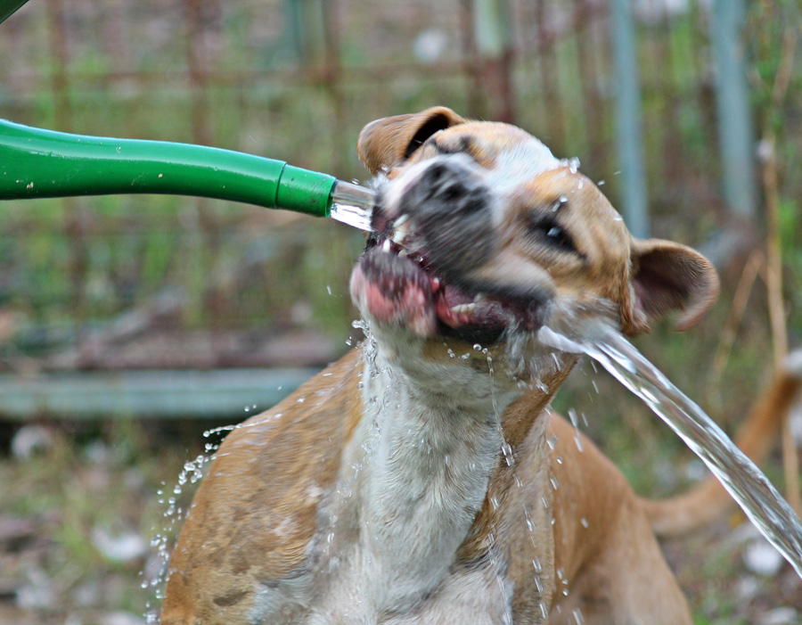 Der Wasserfänger