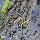 Der Wasserfenchel (Oenanthe aquatica)