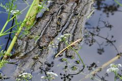 Der Wasserfenchel (Oenanthe aquatica)