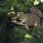 Der Wasserfrosch