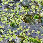 Der Wasserfrosch im Ententeich.....