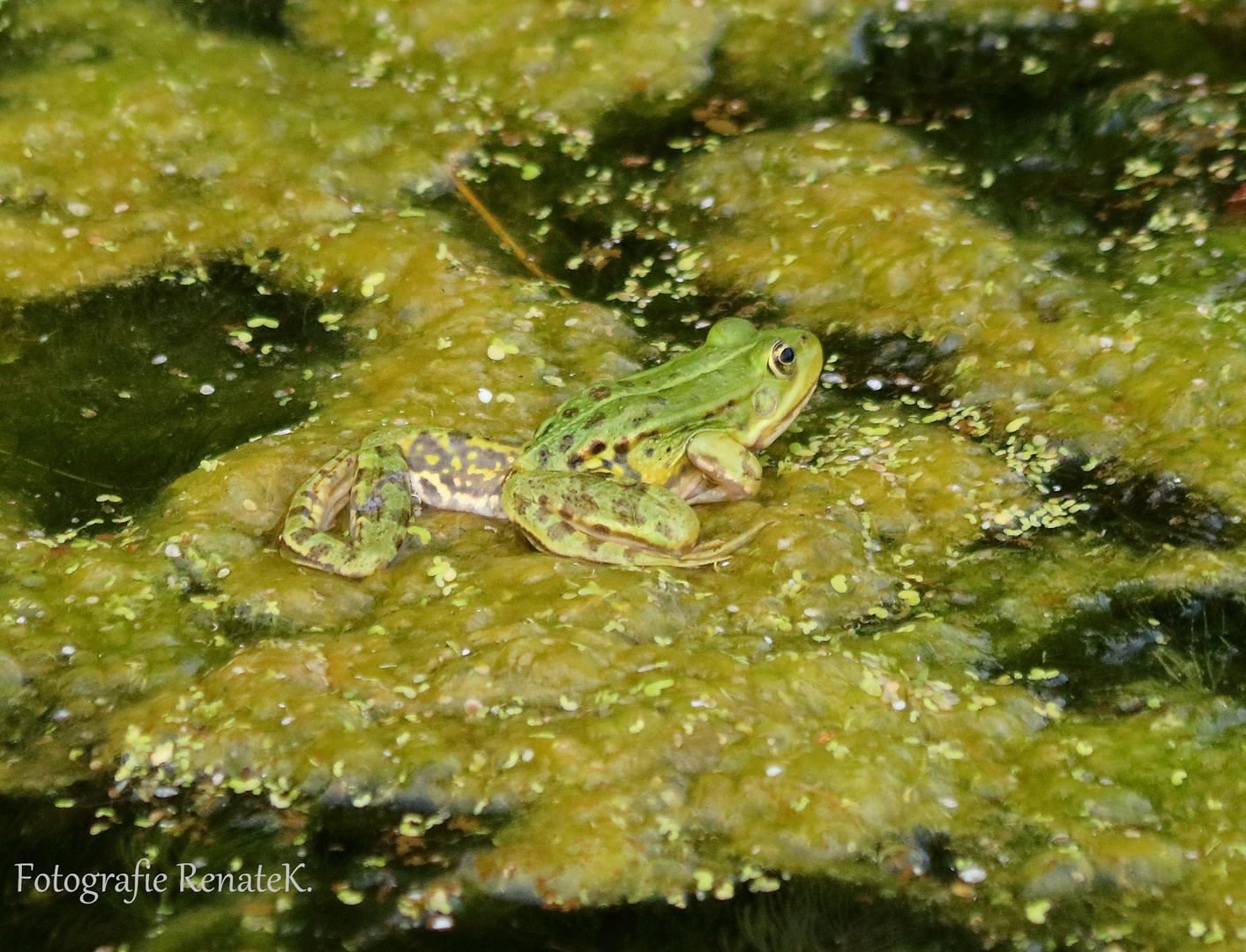 Der Wasserfrosch - Rana esculenta