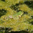 Der Wasserfrosch - Rana esculenta