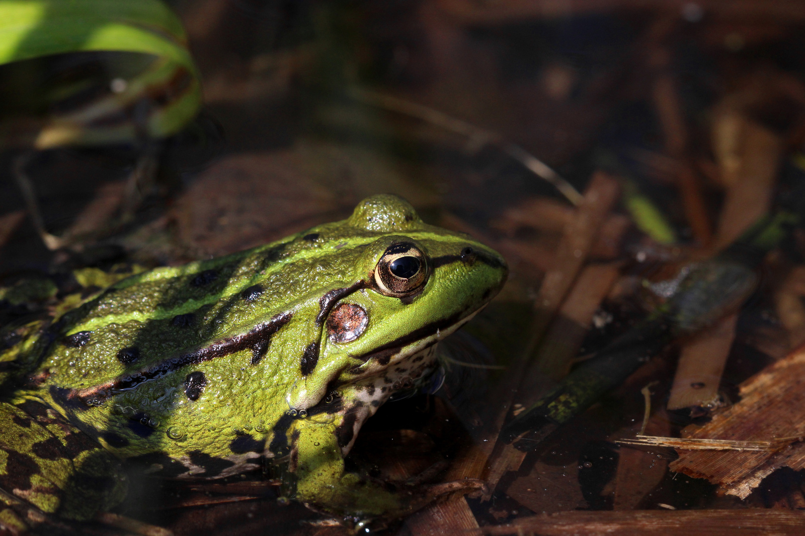 Der Wasserfrosch - rana esculenta