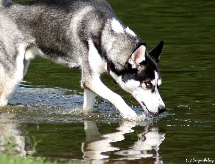 Der Wasserhund