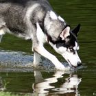 Der Wasserhund