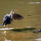 Der Wasserläufer