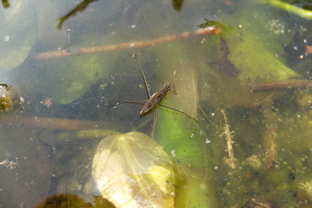 Der Wasserläufer